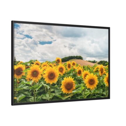 Agriculture Sunflower Framed Canvas