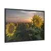 88289-465.jpg Sunflower Plant Flower Framed Canvas