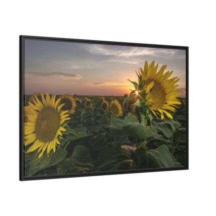Sunflower Plant Flower Framed Canvas