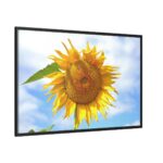 Farming Yellow Flowers  Framed Canvas