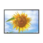 Farming Yellow Flowers  Framed Canvas - Image 2