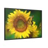 88289-495.jpg Sunflowers Begin to Bloom Framed Canvas