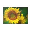 88289-496.jpg Sunflowers Begin to Bloom Framed Canvas