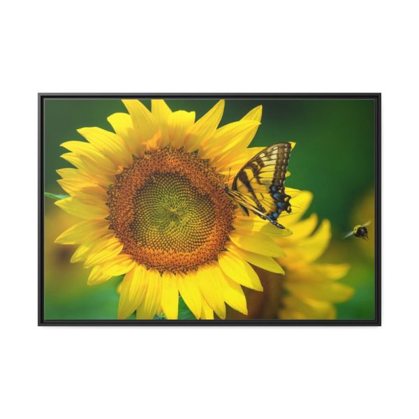 88289-496.jpg Sunflowers Begin to Bloom Framed Canvas