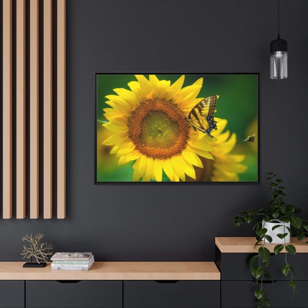 88289-499.jpg Sunflowers Begin to Bloom Framed Canvas