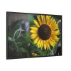 88289-580.jpg Blooming Sunflower Framed Canvas