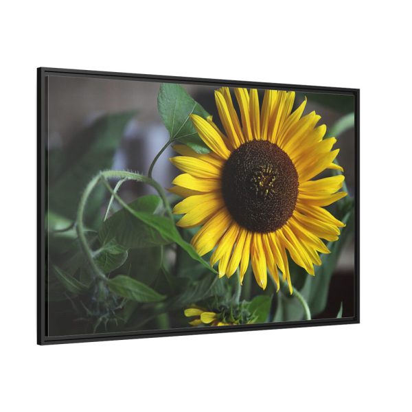 88289-580.jpg Blooming Sunflower Framed Canvas