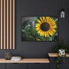 88289-584.jpg Blooming Sunflower Framed Canvas