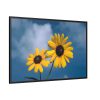 88289-590.jpg Blue Sky and Sunflower Framed Canvas