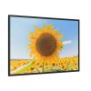88289-625.jpg Sunflower Summer Framed Canvas