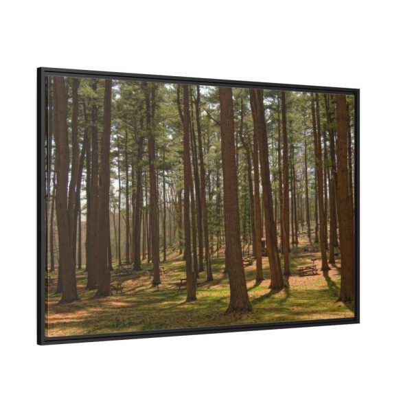 88289-745.jpg Leominster State Forest Framed Canvas