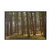 88289-746.jpg Leominster State Forest Framed Canvas
