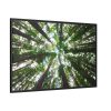88289-755.jpg Tall Trees in the Forest Framed Canvas