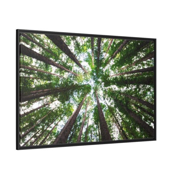 88289-755.jpg Tall Trees in the Forest Framed Canvas