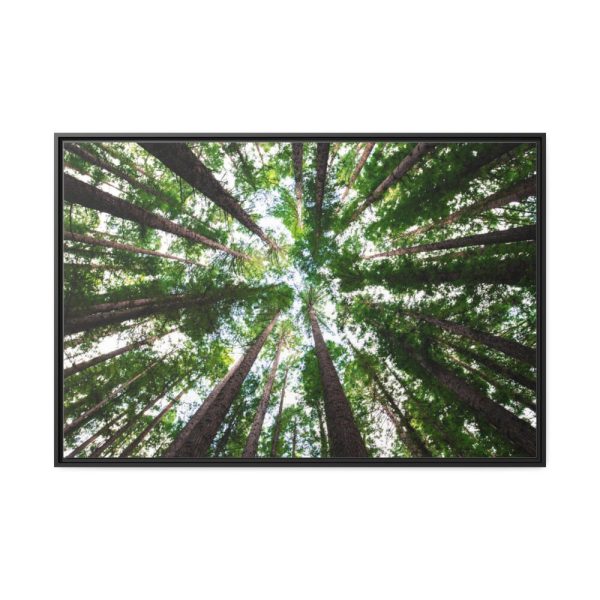 88289-756.jpg Tall Trees in the Forest Framed Canvas