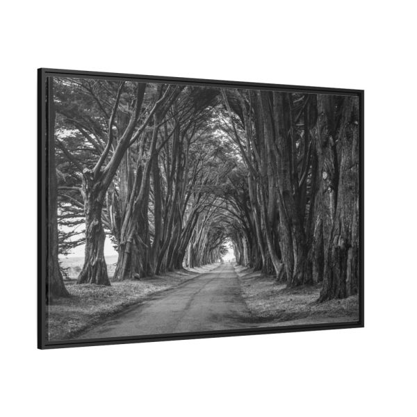 A Path Through the Forest Framed Canvas
