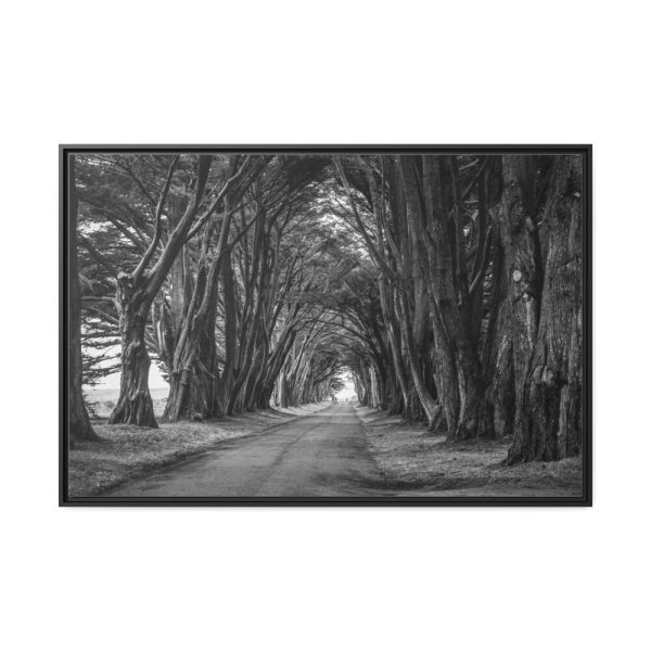 A Path Through the Forest Framed Canvas