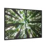88289-850.jpg Forest in Warburton, Australia Framed Canvas