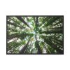 88289-851.jpg Forest in Warburton, Australia Framed Canvas