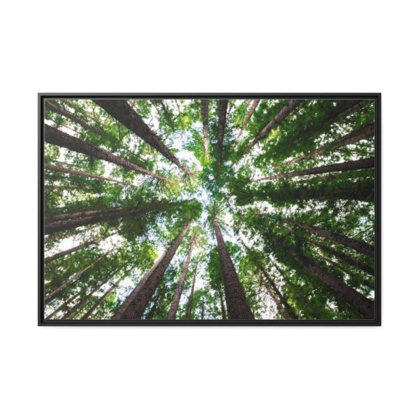 88289-851.jpg Forest in Warburton, Australia Framed Canvas
