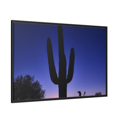 Saguaro Cactus Dominates in the Garden of the White Stallion Ranch Framed Canvas