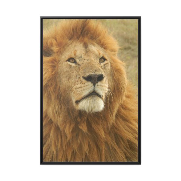Lion Closeup Africa Framed Canvas