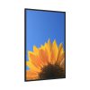 88299-100.jpg Sunflower Blue Sky Framed Canvas