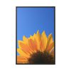 88299-101.jpg Sunflower Blue Sky Framed Canvas