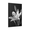 Lilies Flower  Framed Canvas