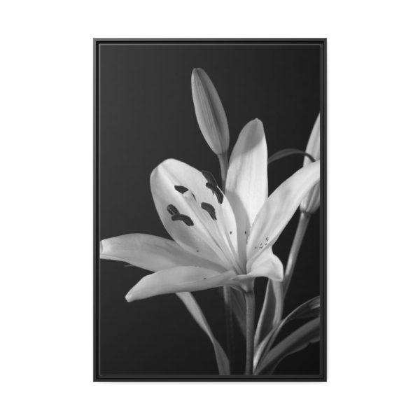 Lilies Flower  Framed Canvas