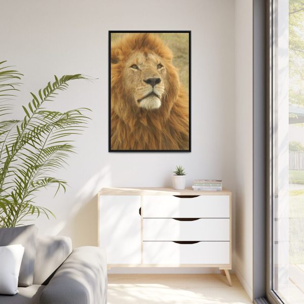 Lion Closeup Africa Framed Canvas