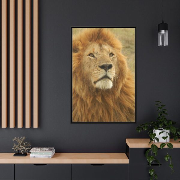 Lion Closeup Africa Framed Canvas