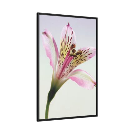 Pink Lily  Framed Canvas
