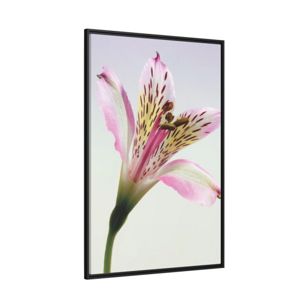 Pink Lily  Framed Canvas
