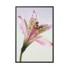 Pink Lily  Framed Canvas