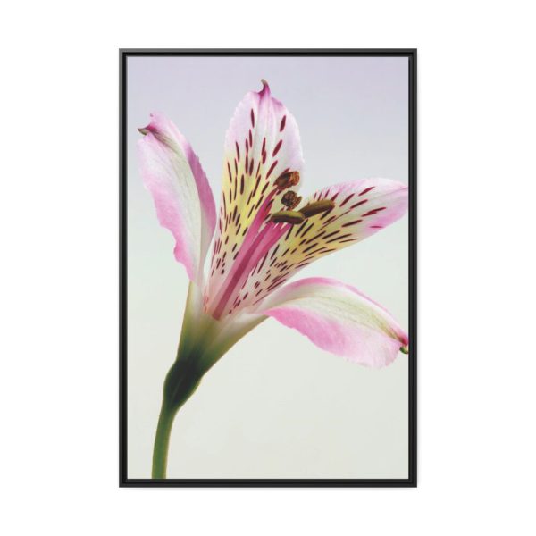 Pink Lily  Framed Canvas