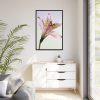 Pink Lily  Framed Canvas