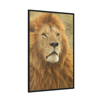 Lion Closeup Africa Framed Canvas