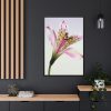 Pink Lily  Framed Canvas