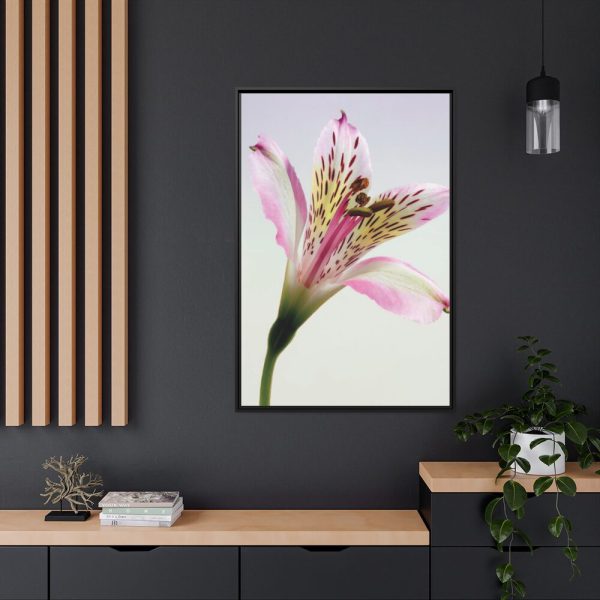 Pink Lily  Framed Canvas