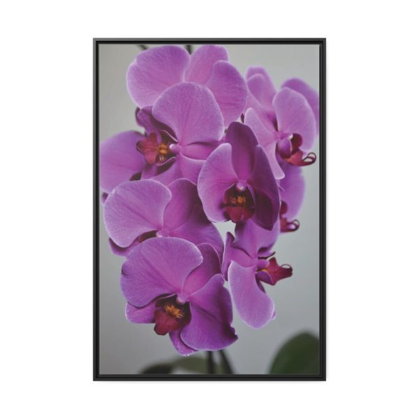 Exotic Orchid   Framed Canvas