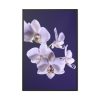 88299-66.jpg Blue Orchid Framed Canvas
