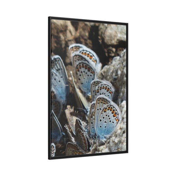 88299-70.jpg Blue Butterflies Framed Canvas