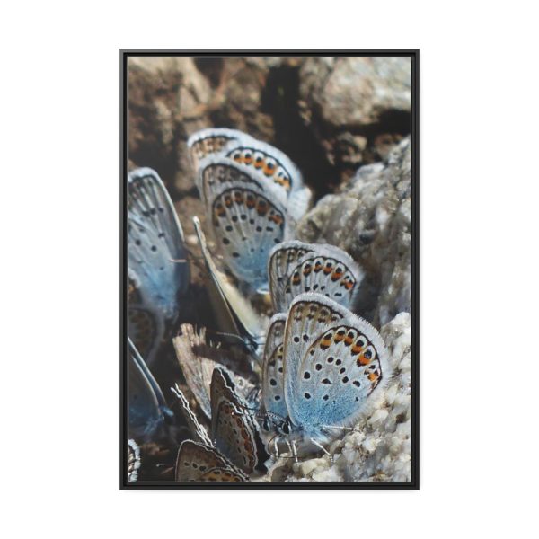 88299-71.jpg Blue Butterflies Framed Canvas