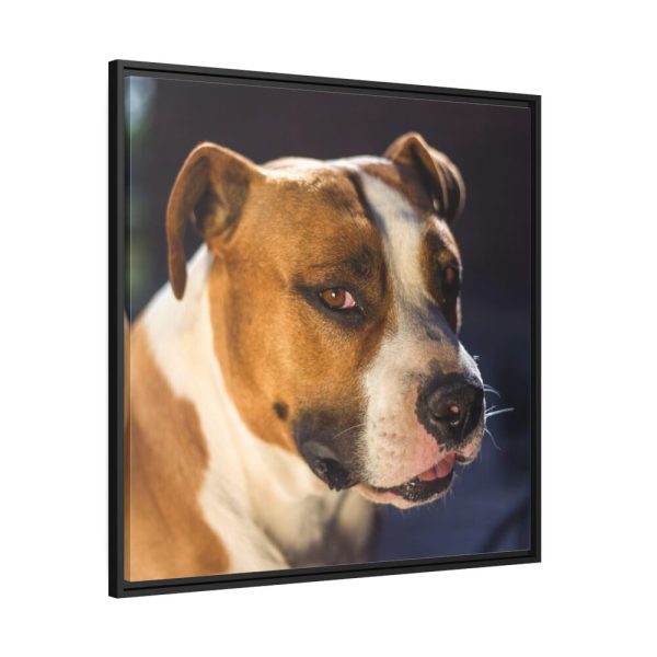 Head of the American Stafford Framed Canvas