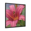 Blooming Flower Pink Framed Canvas
