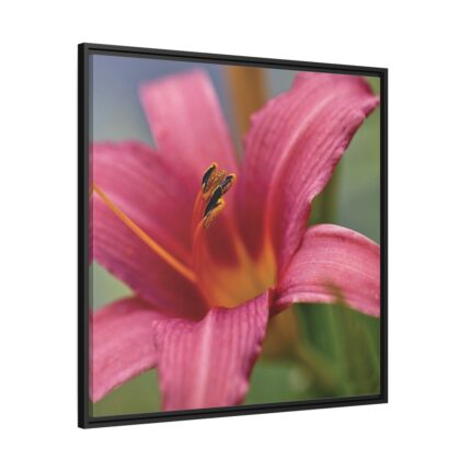 Blooming Flower Pink Framed Canvas