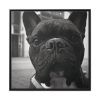 88302-21.jpg French Bulldog Framed Canvas
