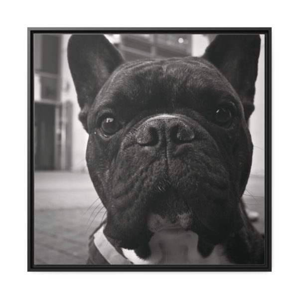88302-21.jpg French Bulldog Framed Canvas