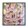 88302-36.jpg Boat Orchid Framed Canvas